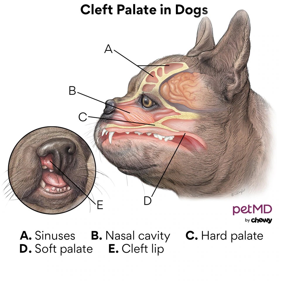 Cleft Palate in Dogs PetMD